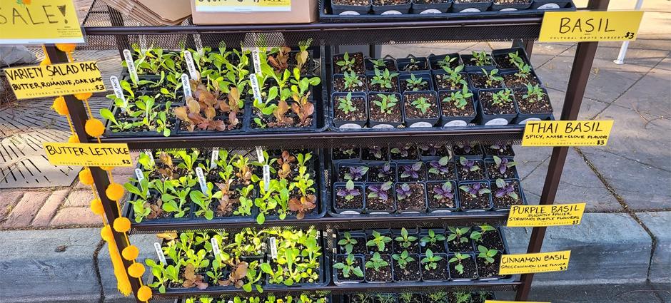 Cultural Roots Nursery