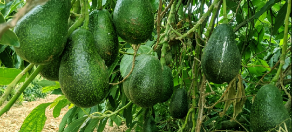 Avocado tree