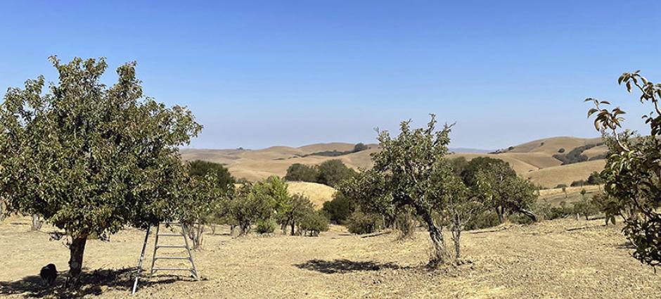 pear orchard