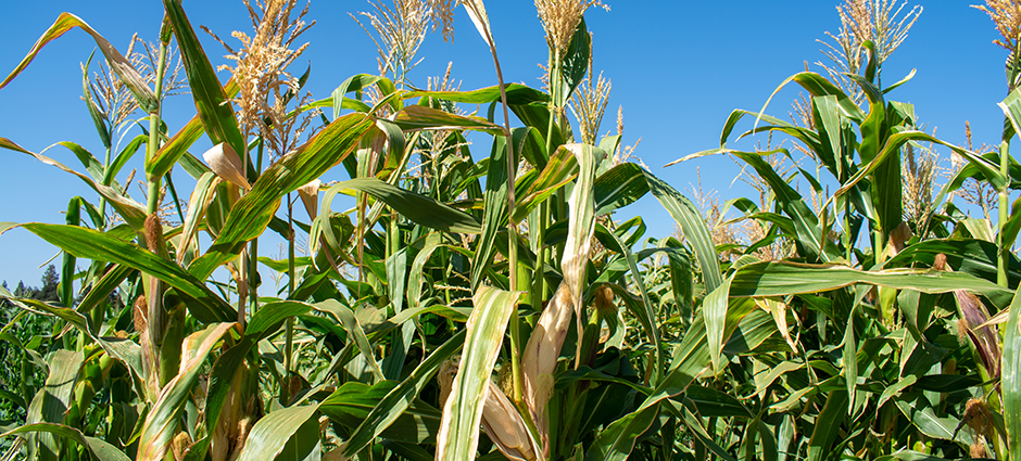 Bautista - corn