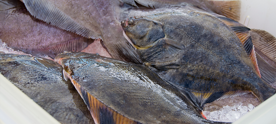 Fresh Halibut