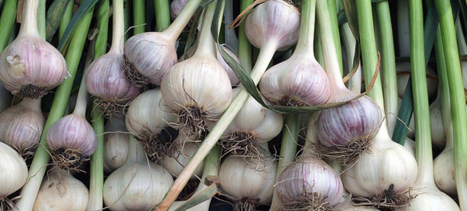 spring garlic bulbs