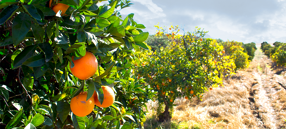 Beautiful citrus orchard with foreboding sky