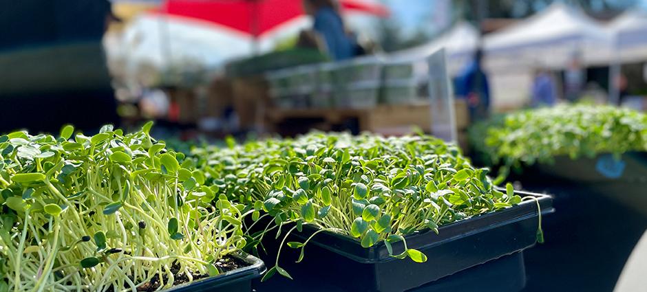 Microgreens at Market 0