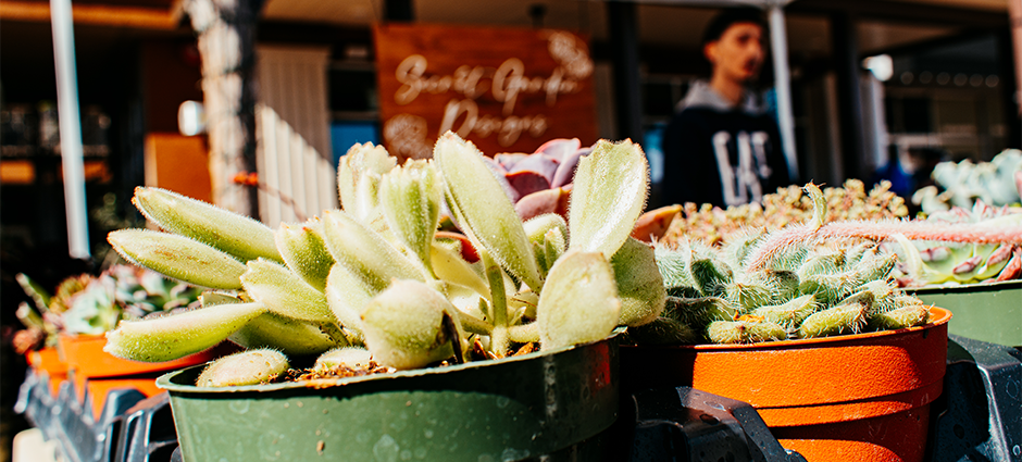 Image of succulents for sale at Secret Garden Designs booth