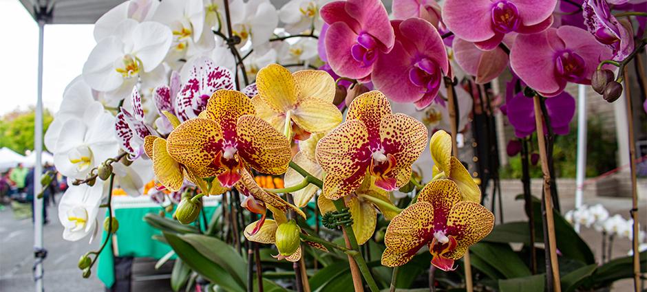Closeup of orchids at market