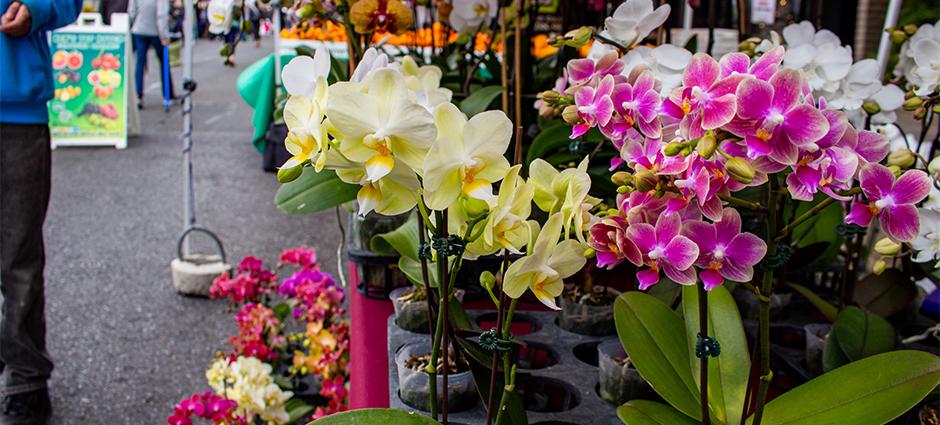 Beautiful multi-colored orchids