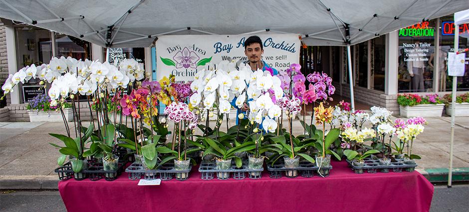 Bay Area Orchids vendor at stall surrounded by orchids