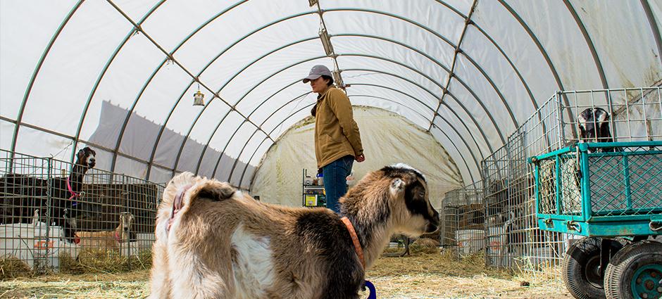 Stepladder Ranch & Creamery