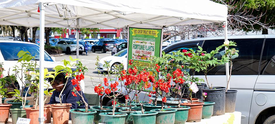 The Fortune Plants booth at the Milpitas Farmers' Market