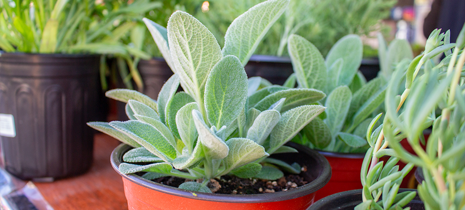 Various plants at the Rhodes Roots stall at Brentwood farmers' market
