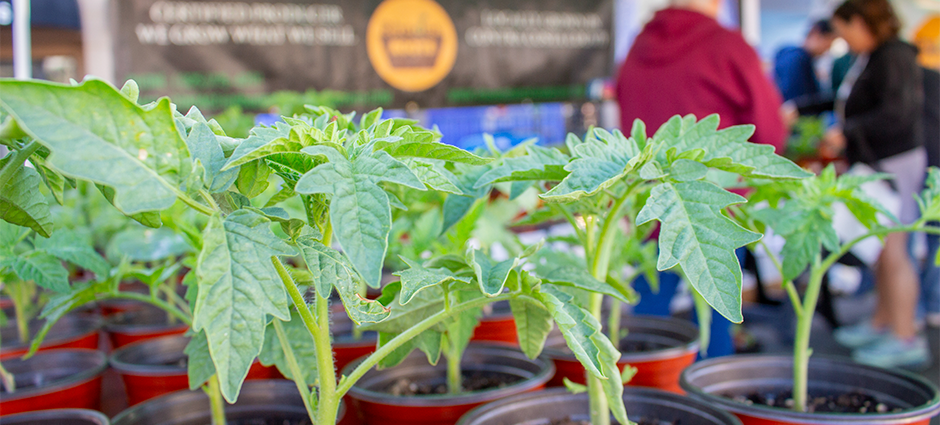 A closeup of leafy plants at the Rhodes Roots stall at the Brentwood farmers' market