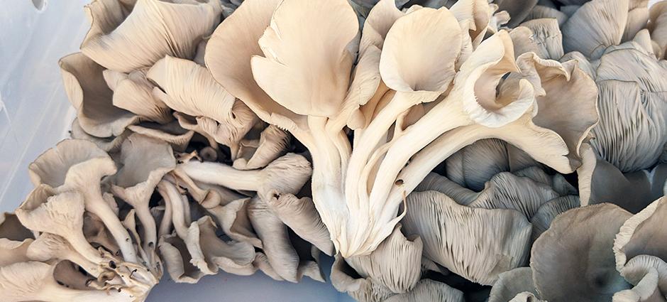 Mushrooms