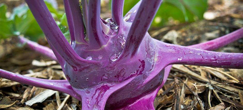 Purple Kohlrabi