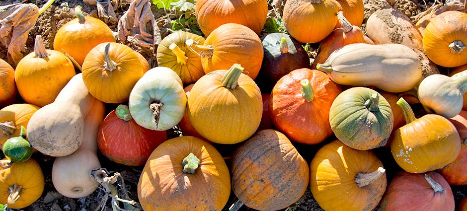 Mixed Pumpkins