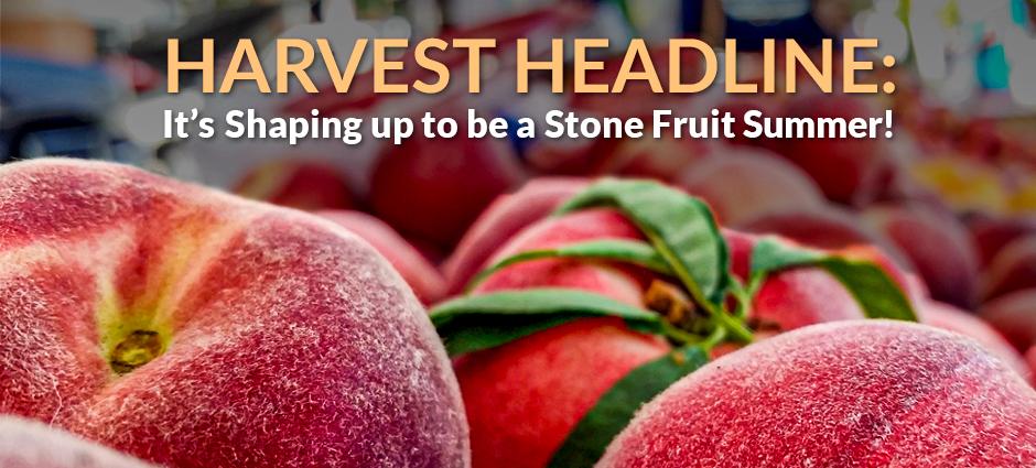 Harvest Headline Stone Fruit