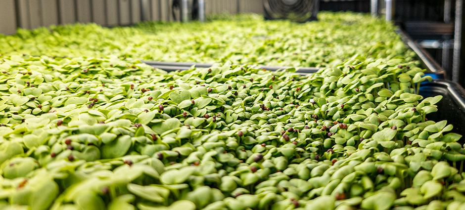 Microgreens