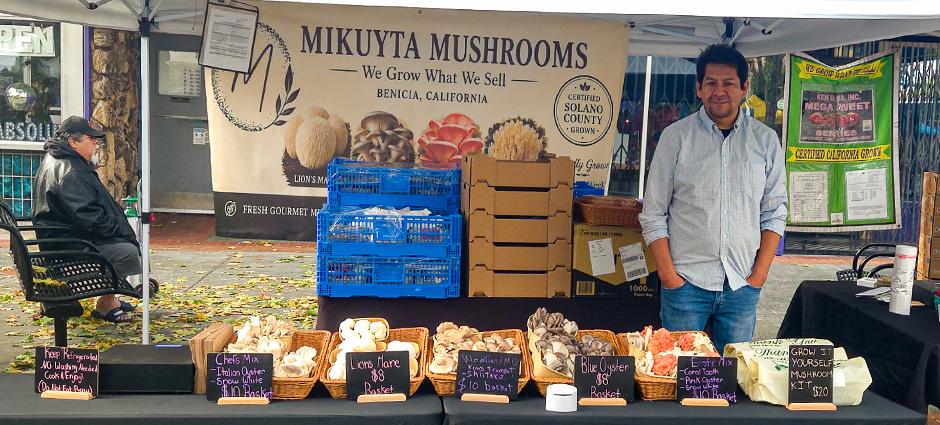 Mikuyta Mushrooms
